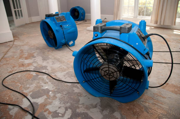 Best Basement water damage restoration  in Zeigler, IL