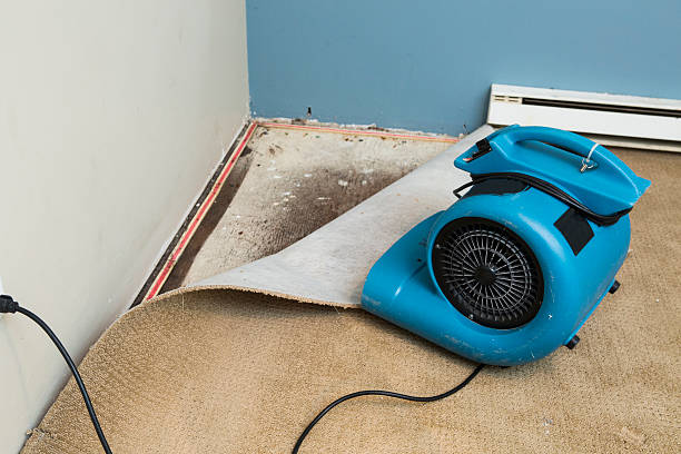 Best Flooded house restoration  in Zeigler, IL